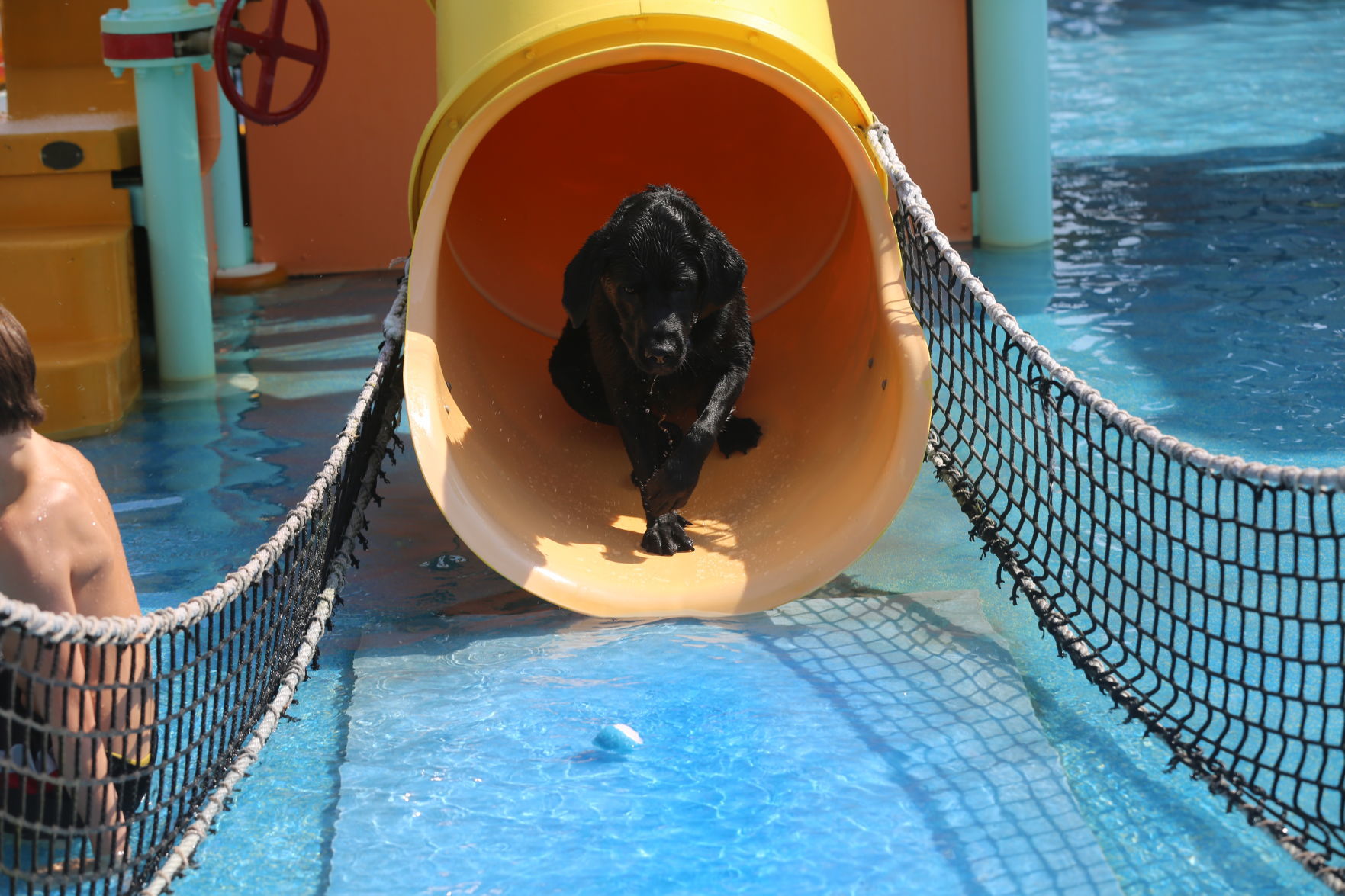 090919_gal_WWdogs (37)